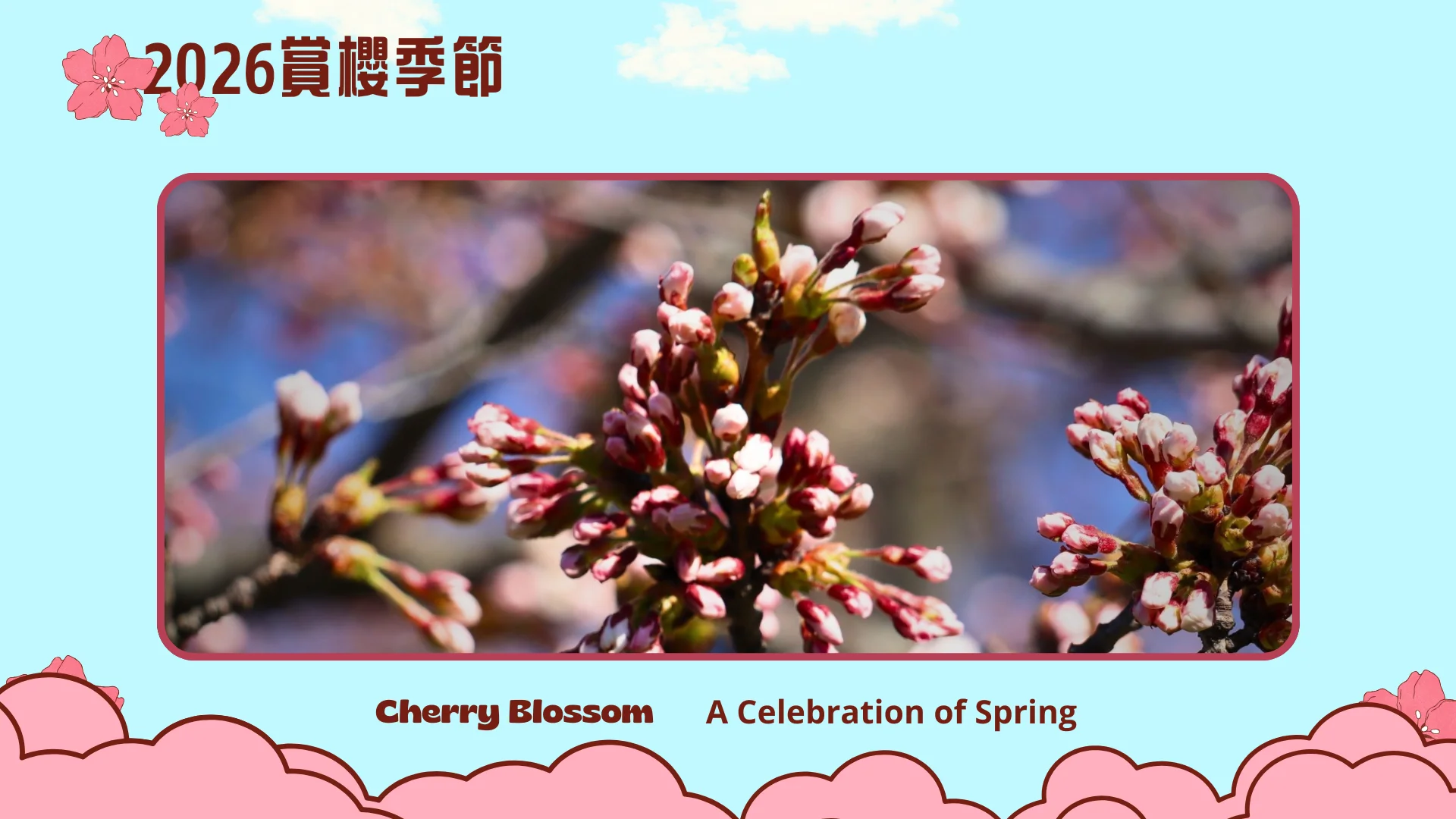 2026_cherry_blossom_season_Toronto_&_around_area_peak_bloom