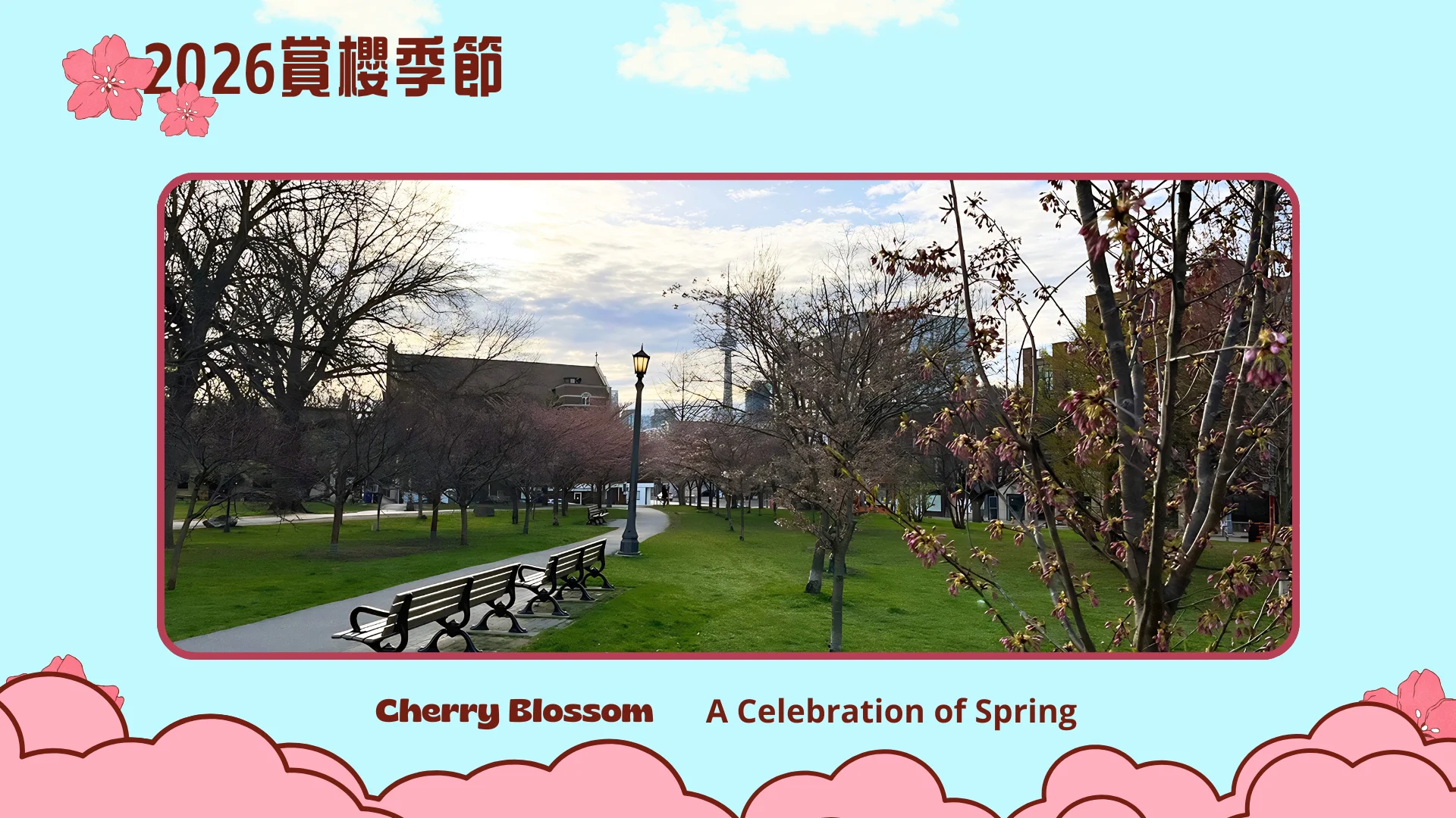 2026_cherry_blossom_season_Toronto_peak_bloom_photo_01