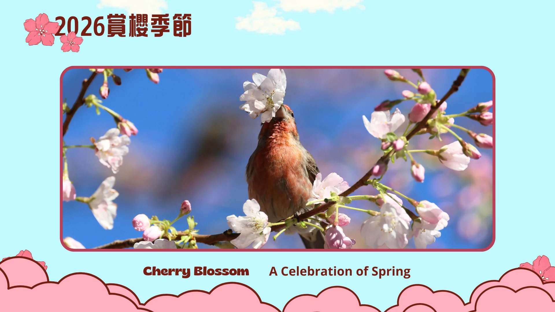 2026_cherry_blossom_season_Toronto_&_around_area_peak_bloom_with_bird_photo