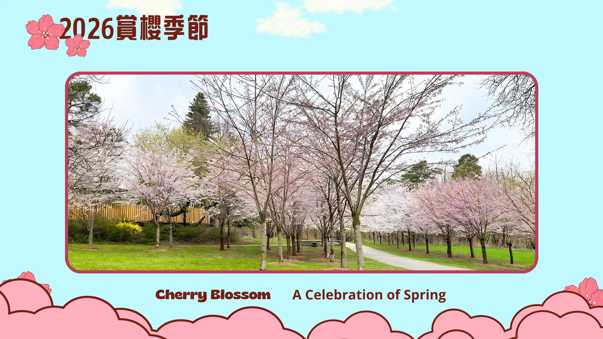 2026_cherry_blossom_season_Toronto_peak_bloom_photo_03