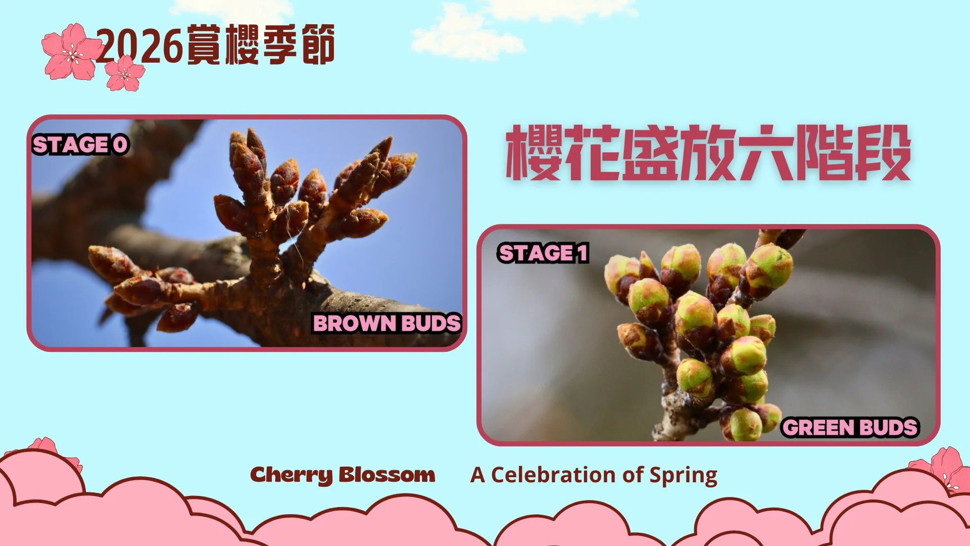 2026_cherry_blossom_season_peak_bloom_stage_0_to_1