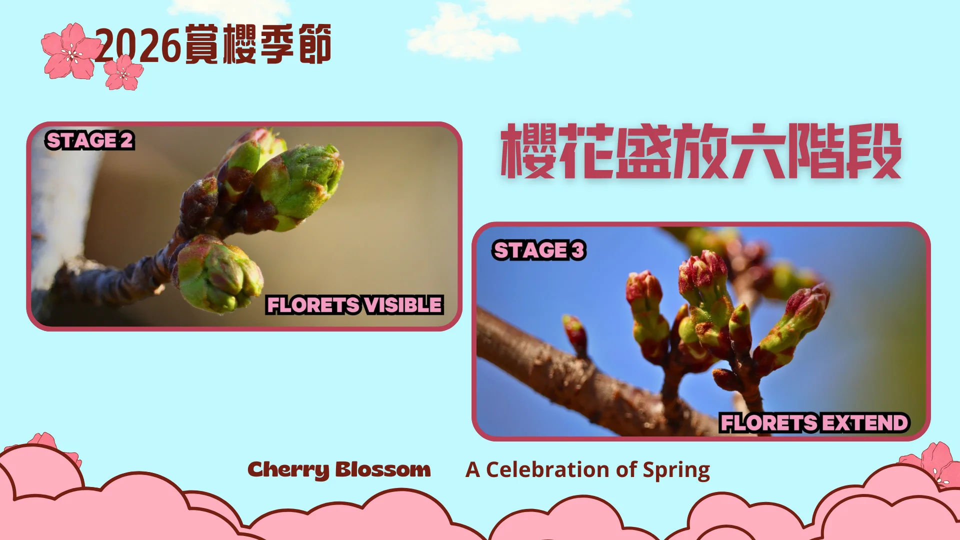 2026_cherry_blossom_season_peak_bloom_stage_2_to_3