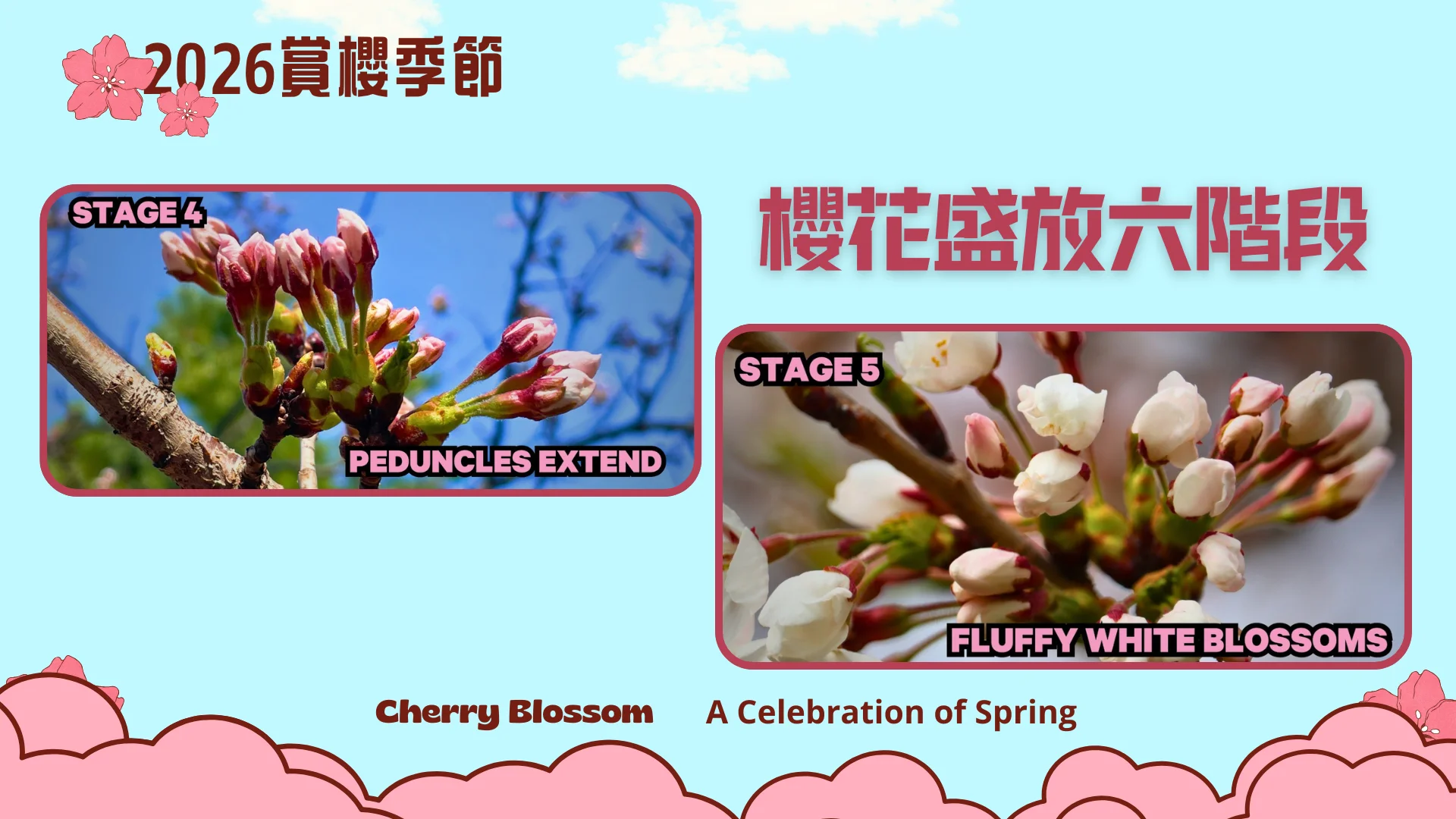 2026_cherry_blossom_season_peak_bloom_stage_4_to_5