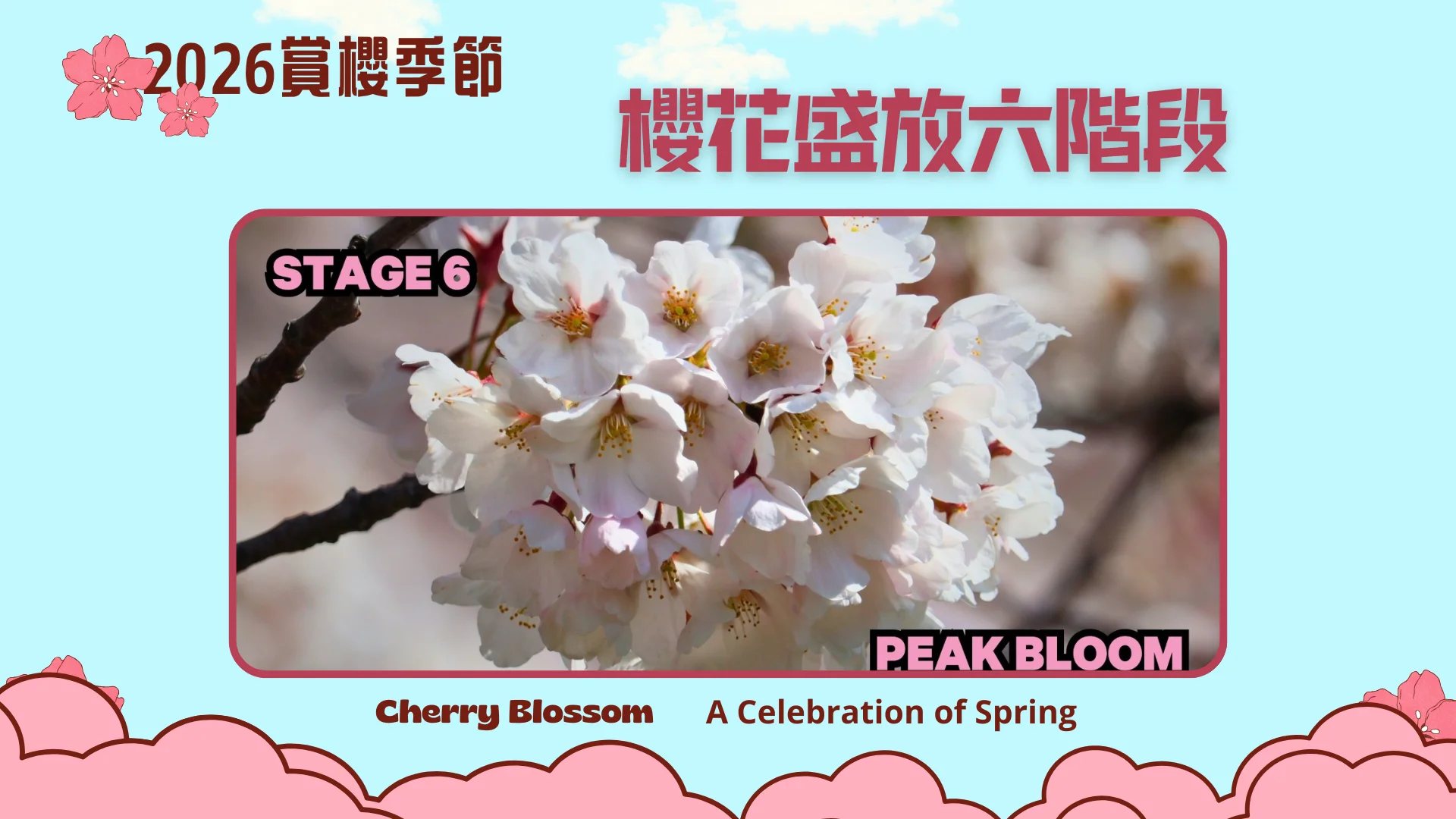 2026_cherry_blossom_season_peak_bloom_stage_6