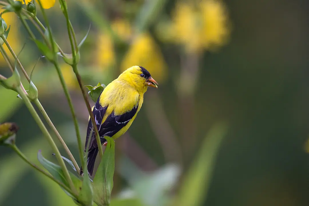 Spring_Bird_Festival_American_Goldfinch