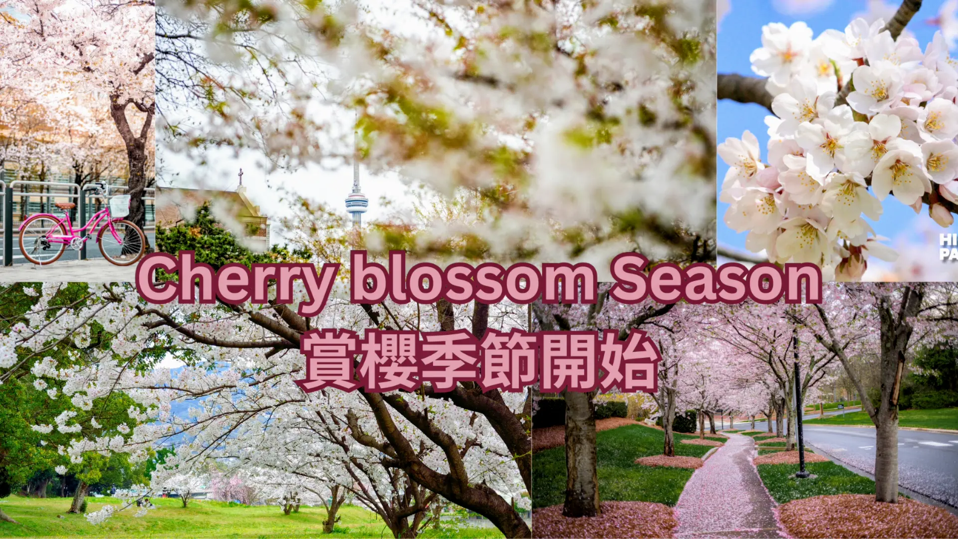 Cherry_blossom_season_2025
