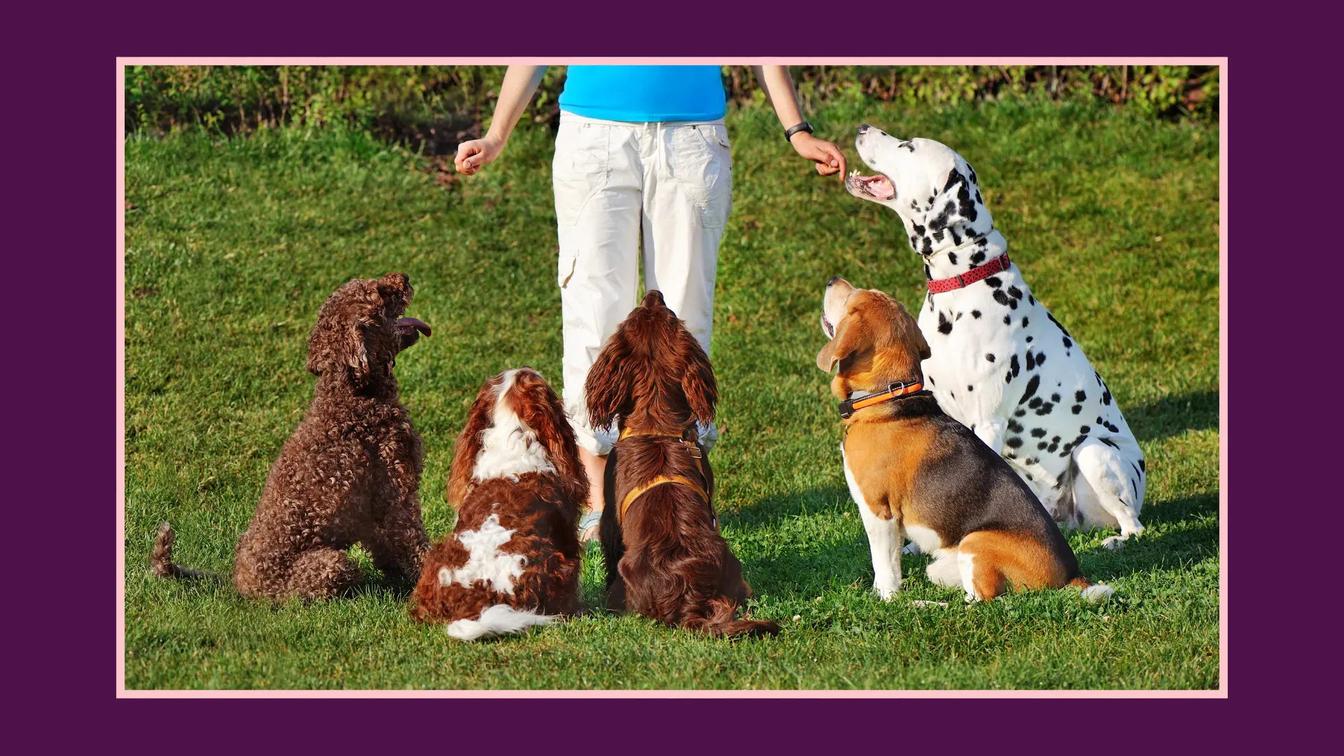 Markham_Village_Music_Festival_2025_dog_zone