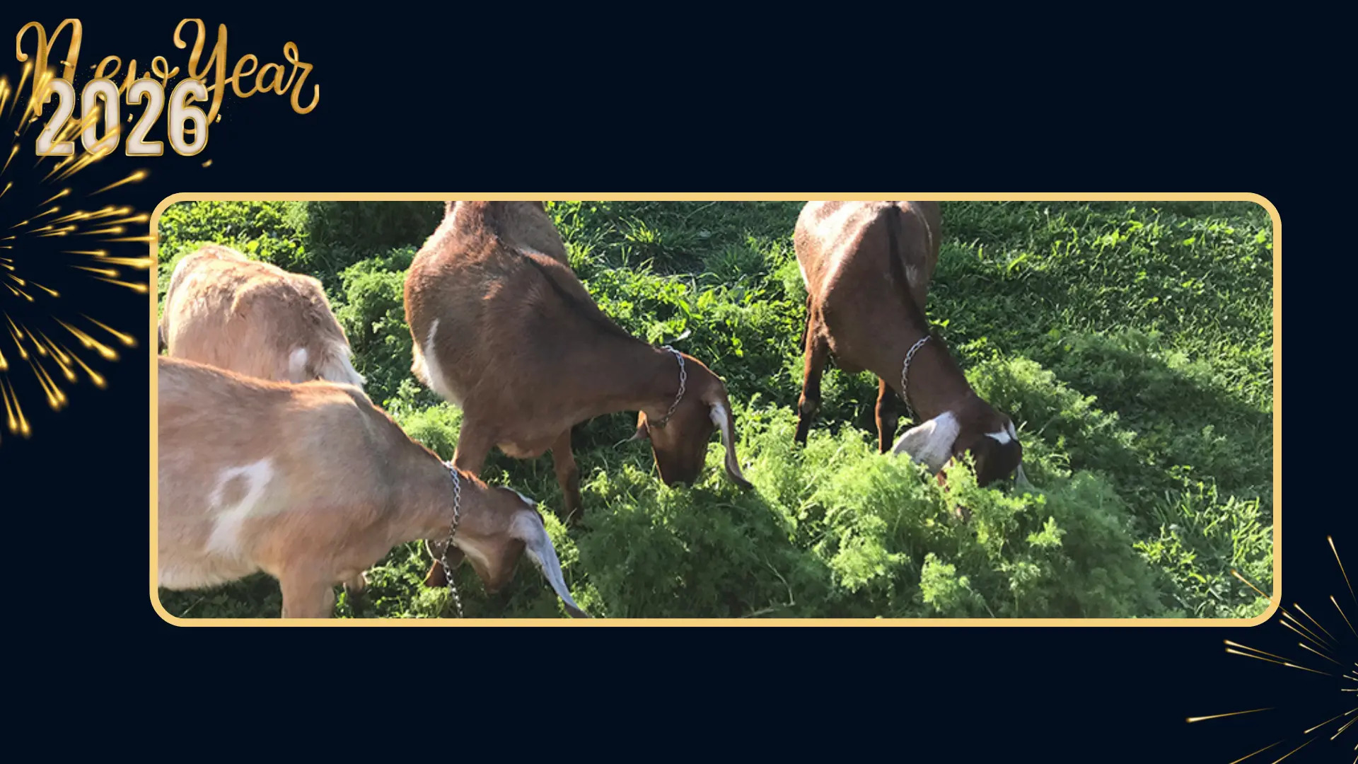 Toronto_New_Year_celebration_for_2026_animal_farm