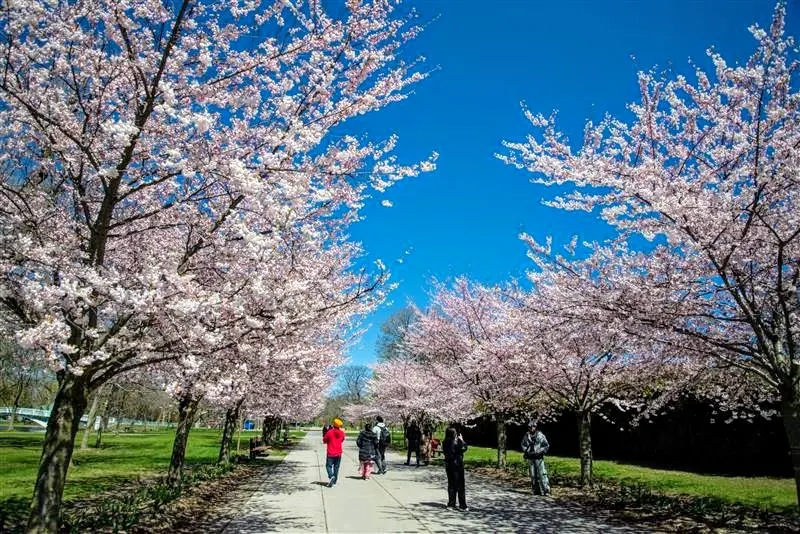 Cherry_blossom_season_2025_park_in_Toronto