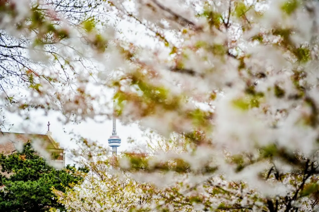 Cherry_blossom_season_2025_Trinity_Park