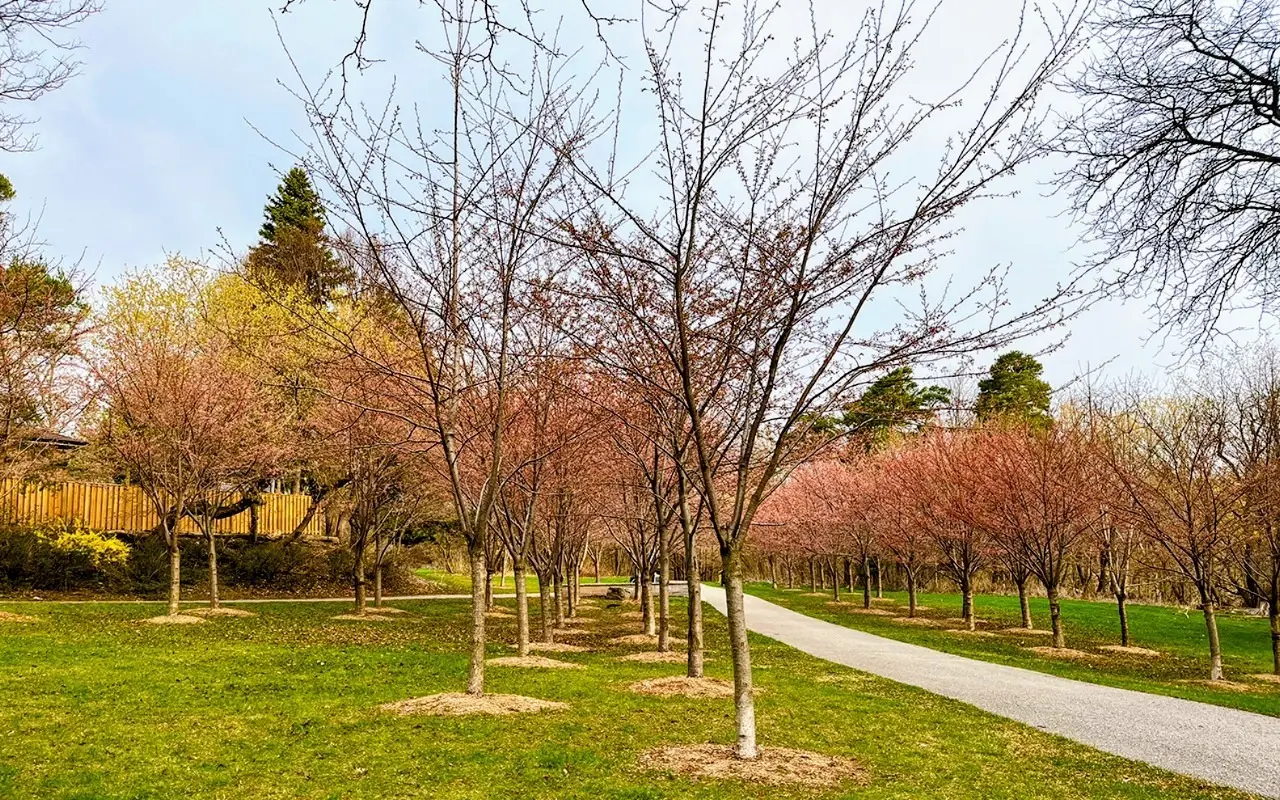 Cherry_blossom_season_2025_Birdale_Ravine