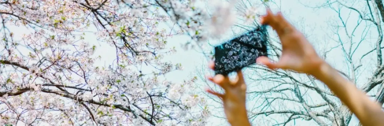 Cherry_blossom_season_2025_watch_&_take_picture